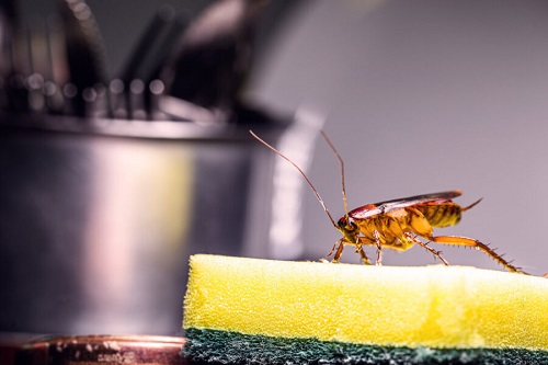 Are Pests Hiding in Your Home? Here’s What You Need to Know