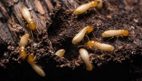 Termites The Silent Destroyers You Can’t Afford to Ignore